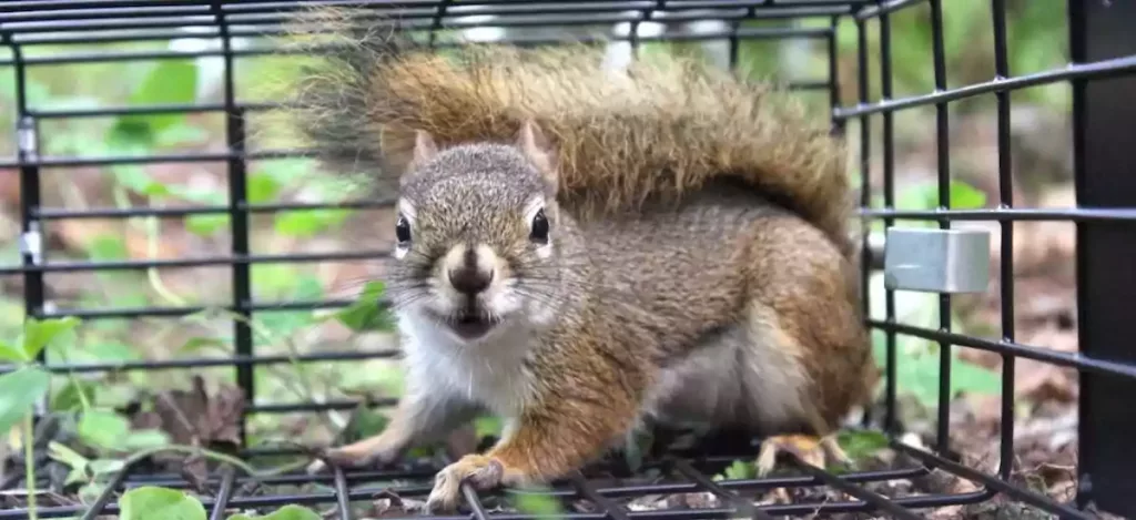 How to make a homemade squirrel trap