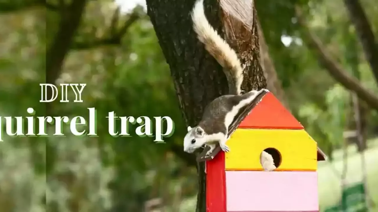 How To Make A Squirrel Trap That Kills