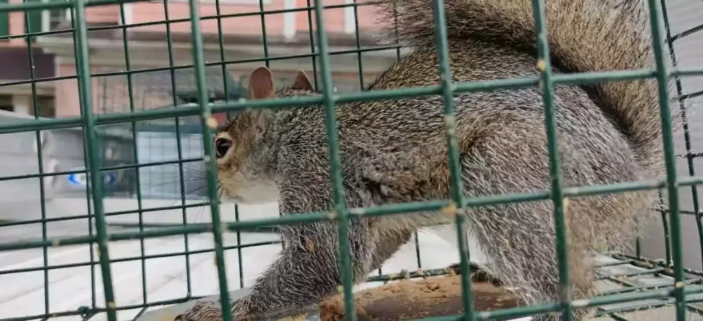 How To Get Rid Of Ground Squirrels Permanently